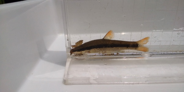 田地子川の魚とり