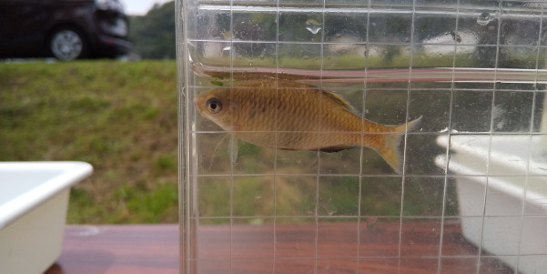 田地子川の魚とり