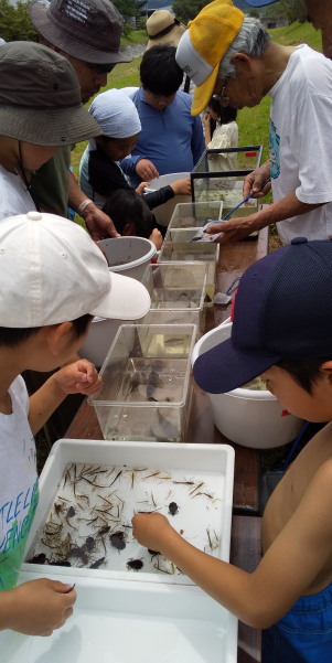 田地子川の魚とり