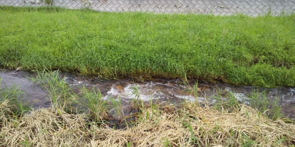 田地子川の魚とり