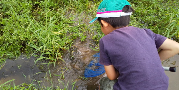 田地子川の魚とり