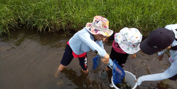 田地子川の魚とり