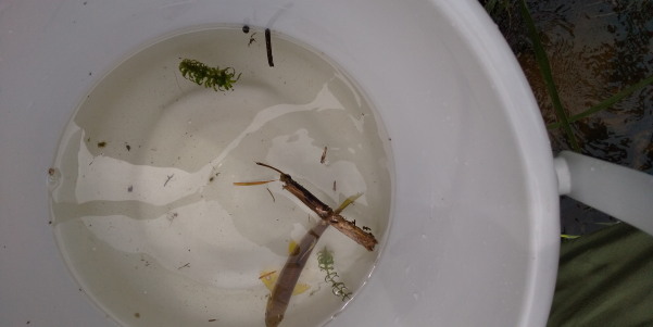 田地子川の魚とり