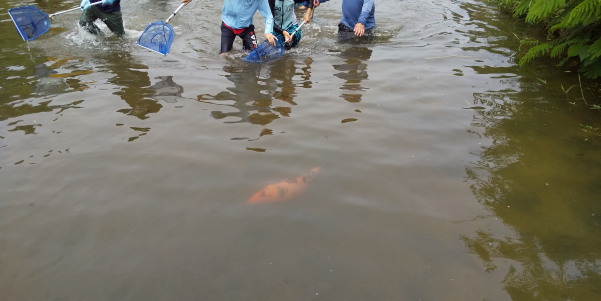 田地子川の魚とり