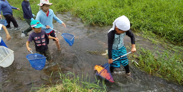 田地子川の魚とり