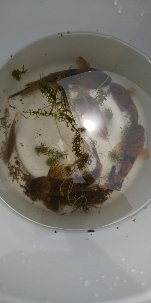 田地子川の魚とり