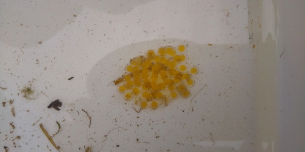 田地子川の魚とり