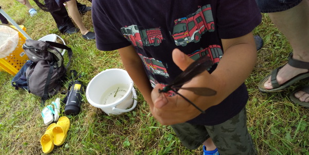田地子川の魚とり