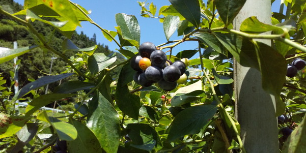 サマースクール