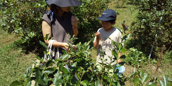 サマースクール