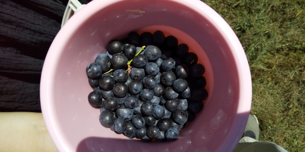 サマースクール