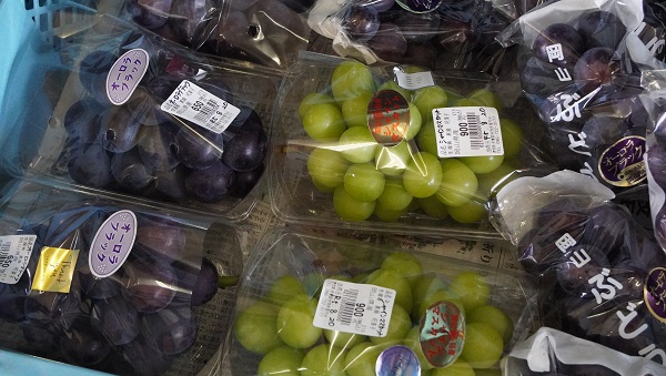 サクビサクラ歓迎80日を振り返る