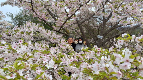 はっぽね桜まつり