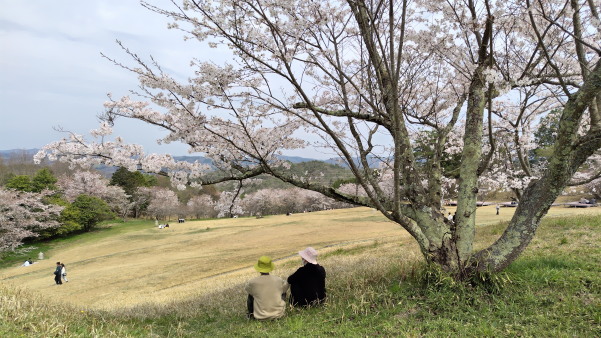 はっぽね桜まつり
