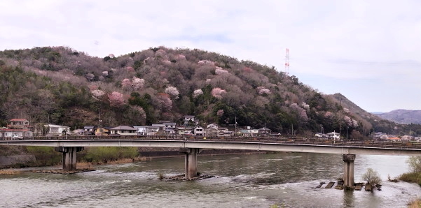 はっぽね桜まつり