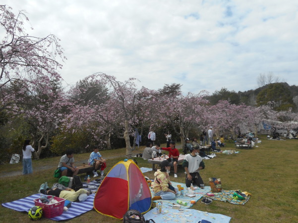 はっぽね桜まつり