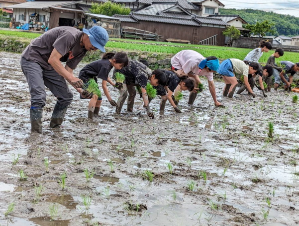 田植えに梅獲り