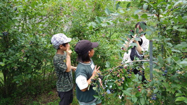 サマースクール