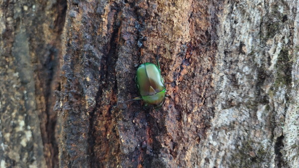 サマースクールⅡ