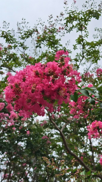 サマースクールⅡ