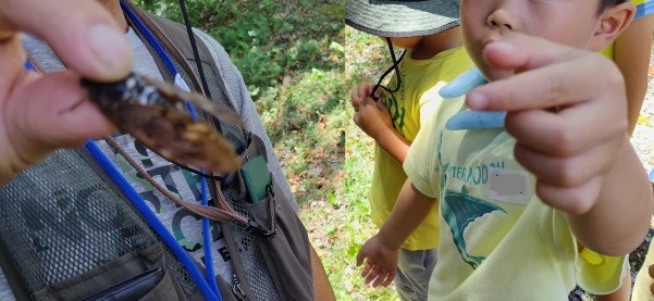 サマースクールⅡ