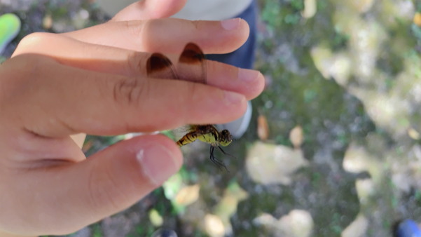 サマースクールⅡ