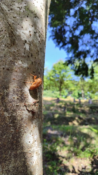 サマースクールⅡ