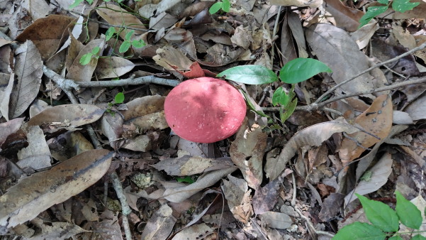 フィールドワークin福渡